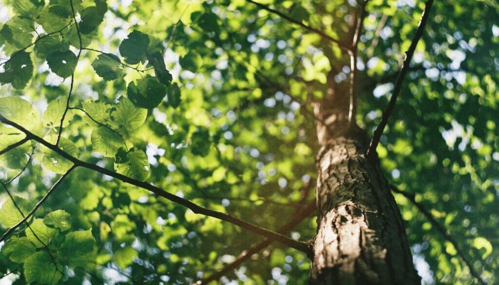 Wood00005
