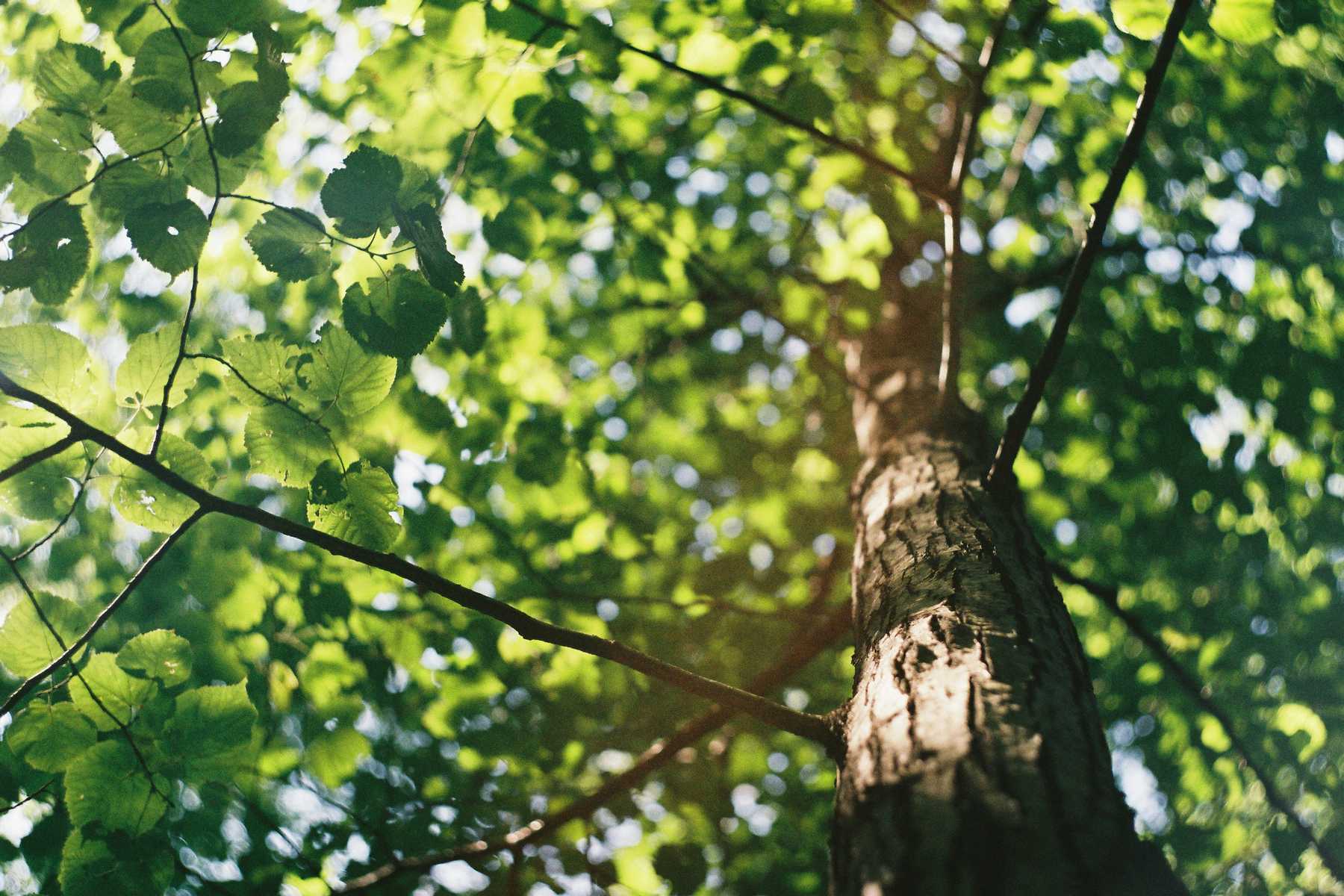 Wood00005